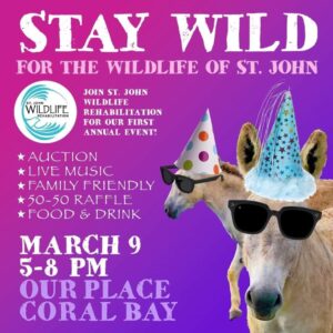 STAY WILD    SAINT JOHN ISLAND GUIDE