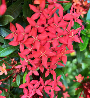PLANTS -- ST. JOHN, U.S. VIRGIN ISLANDS